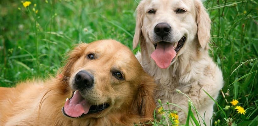 Cases de vacances que admeten mascotes