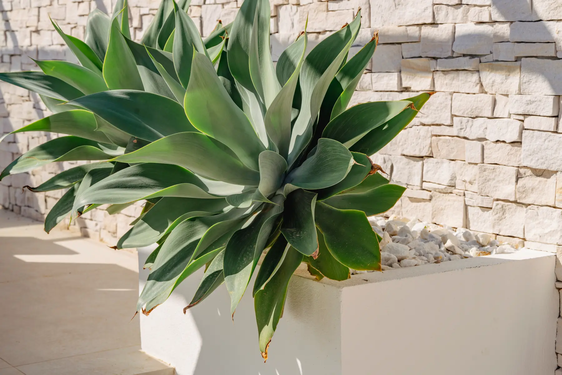 A detail from one of the gardens we look after on the Costa Brava